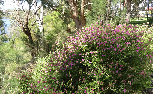 Swan river bank plants